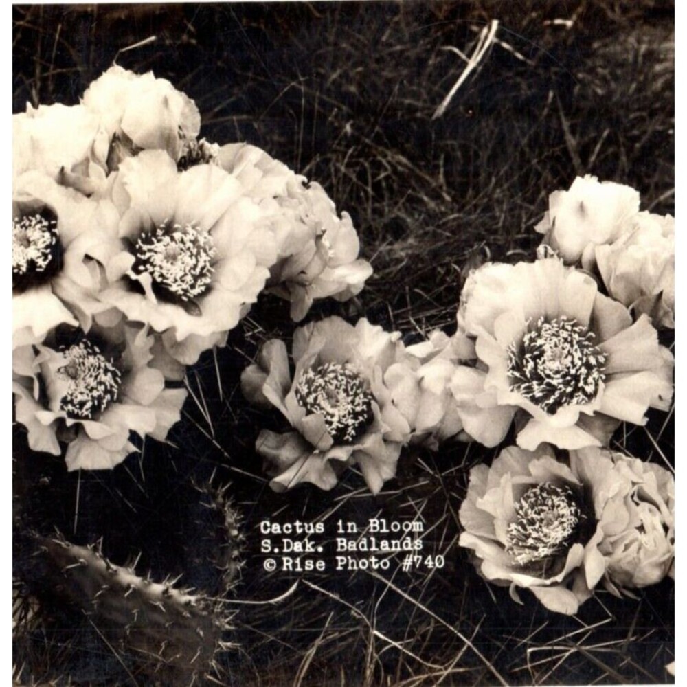 Cactus In Bloom South Dakota Badlands RPPC Antique Postcard Real Photo